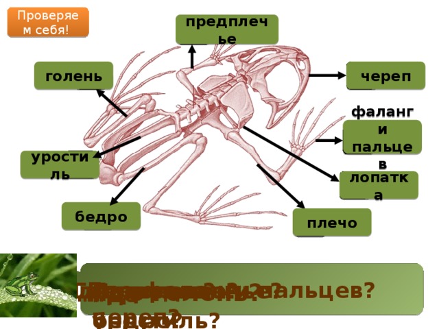 Гипофизэктомия у лягушки по черникову схема операции