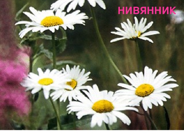 Презентация по биологии "Цветковые растения"