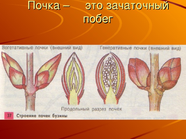 Зачаточная почка рисунок