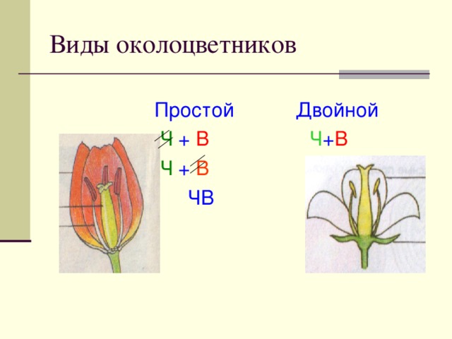 Простой и двойной околоцветник рисунок