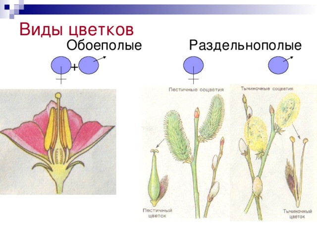 Обоеполые и раздельнополые цветки рисунок