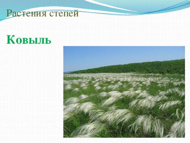 Культурные Растения В Степи