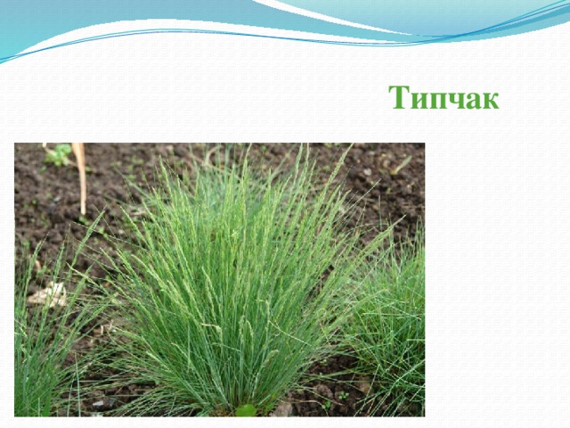 Как нарисовать типчак