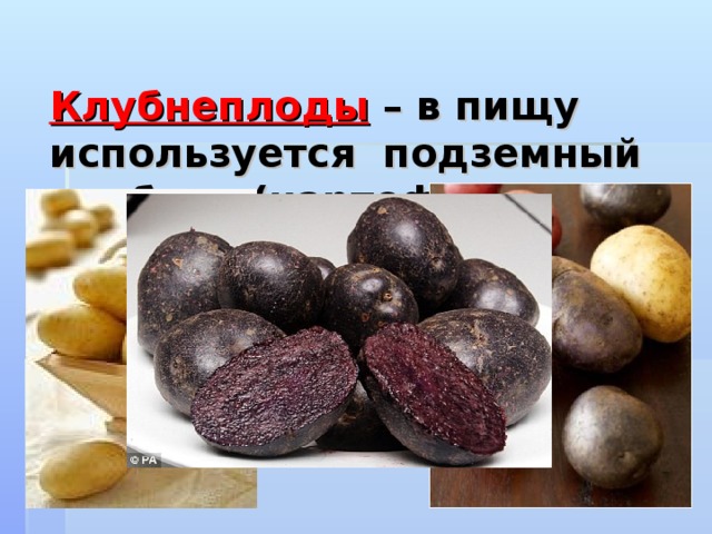 Что потребляют в пищу у картофеля. Болезни клубнеплодов. У картофеля в пищу используют. Какие органы картофеля употребляют в пищу. Тропический клубнеплод.
