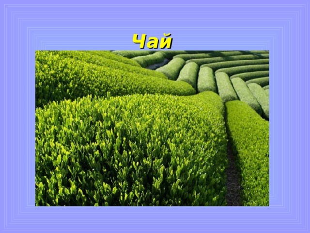 5. В древности это - лекарственный напиток, горький, вязкий на вкус, восстанавливает силы .  