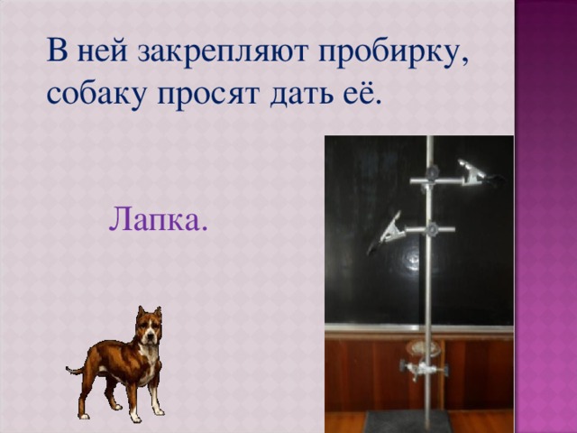 В ней закрепляют пробирку, собаку просят дать её.  Лапка. 