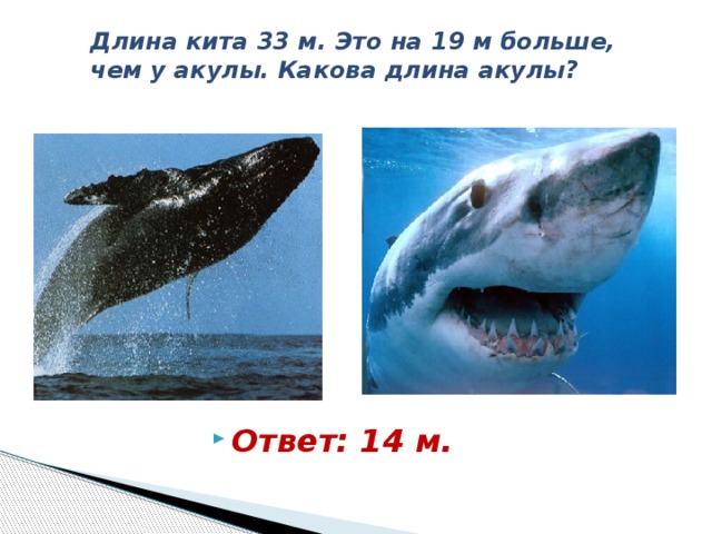 Длина кита 33 м. Это на 19 м больше, чем у акулы. Какова длина акулы? Ответ: 14 м. 