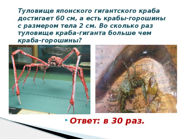 Туловище японского гигантского краба достигает 60 см, а есть крабы-горошины с размером тела 2 см. Во сколько раз туловище краба-гиганта больше чем краба-горошины? Ответ: в 30 раз. 