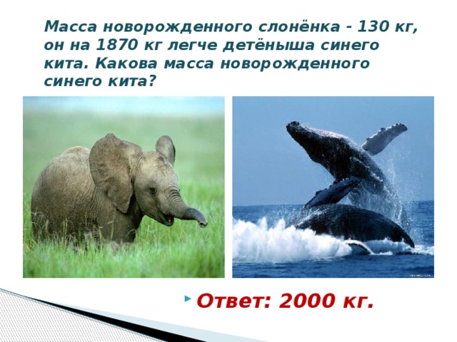 Масса новорожденного слонёнка - 130 кг, он на 1870 кг легче детёныша синего кита. Какова масса новорожденного синего кита? Ответ: 2000 кг. 