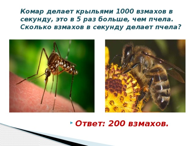 Комар делает крыльями 1000 взмахов в секунду, это в 5 раз больше, чем пчела. Сколько взмахов в секунду делает пчела? Ответ: 200 взмахов. 