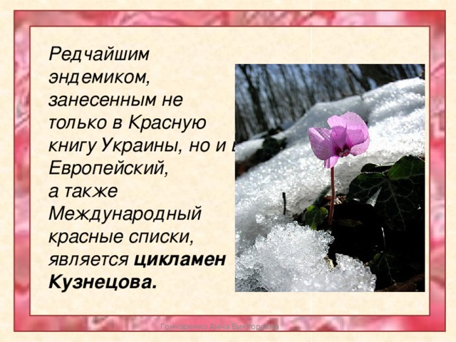 Редчайшим эндемиком, занесенным не только в Красную книгу Украины, но и в Европейский, а также Международный красные списки, является цикламен Кузнецова. Гончаренко Анна Викторовна 