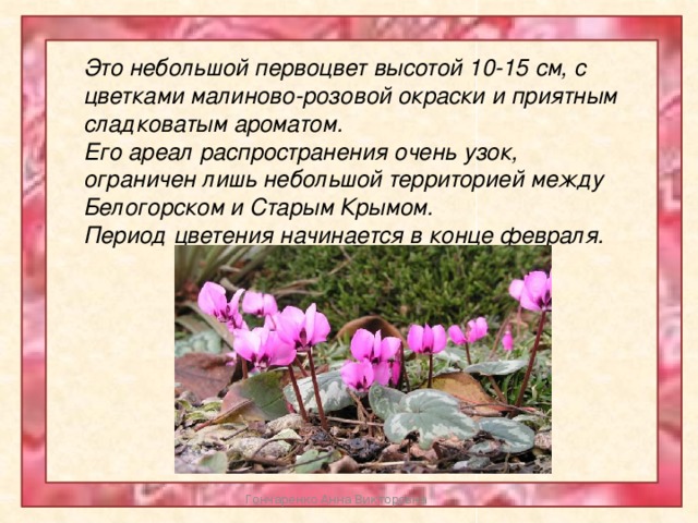 Это небольшой первоцвет высотой 10-15 см, с цветками малиново-розовой окраски и приятным сладковатым ароматом. Его ареал распространения очень узок, ограничен лишь небольшой территорией между Белогорском и Старым Крымом. Период цветения начинается в конце февраля. Гончаренко Анна Викторовна 