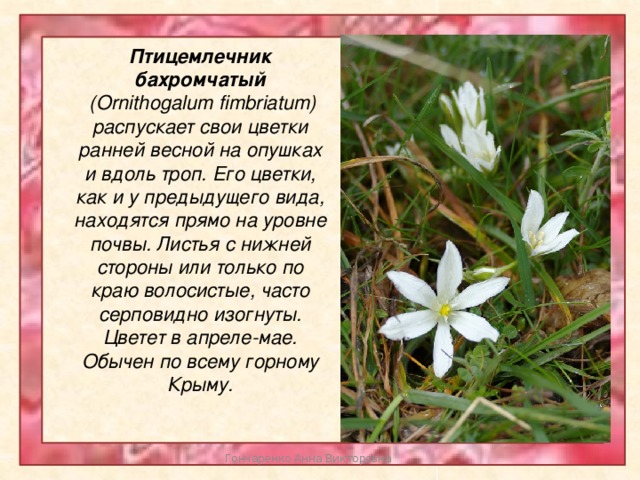 Птицемлечник бахромчатый  (Ornithogalum fimbriatum) распускает свои цветки ранней весной на опушках и вдоль троп. Его цветки, как и у предыдущего вида, находятся прямо на уровне почвы. Листья с нижней стороны или только по краю волосистые, часто серповидно изогнуты. Цветет в апреле-мае. Обычен по всему горному Крыму. Гончаренко Анна Викторовна 