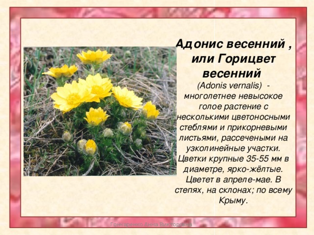 Адонис весенний , или Горицвет весенний (Adonis vernalis) - многолетнее невысокое голое растение с несколькими цветоносными стеблями и прикорневыми листьями, рассечеными на узколинейные участки. Цветки крупные 35-55 мм в диаметре, ярко-жёлтые. Цветет в апреле-мае. В степях, на склонах; по всему Крыму. Гончаренко Анна Викторовна 