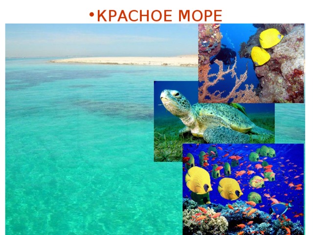 КРАСНОЕ МОРЕ 