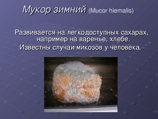 Давление на дне морей и океанов. Морская губка живая. Губчатый коралл. Губки добывающие в море. Грецкие губки в богослужении.
