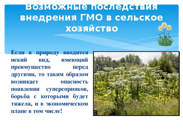 Возможные последствия внедрения ГМО в сельское хозяйство  Если в природу вводится некий вид, имеющий преимущество перед другими, то таким образом возникает опасность появления суперсорняков, борьба с которыми будет тяжела, и в экономическом плане в том числе! 