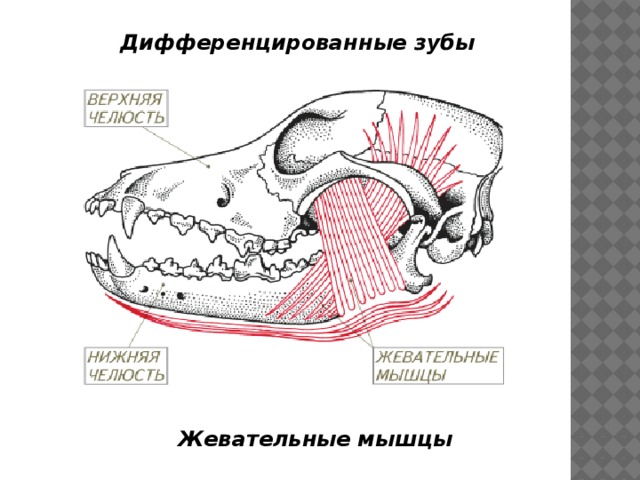 Коренные зубы млекопитающих