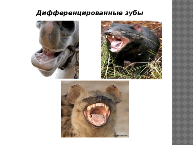 Дифференцированные зубы 