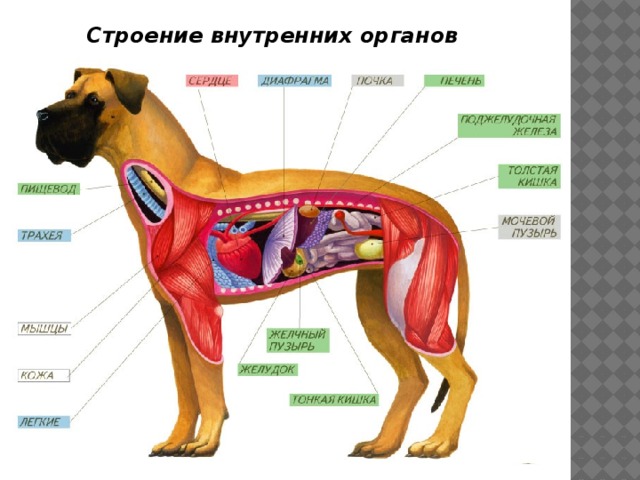 Строение внутренних органов 