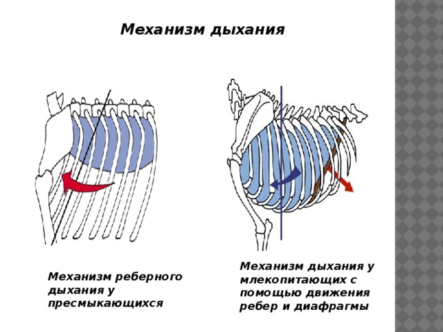 Механизм дыхания Механизм дыхания у млекопитающих с помощью движения  ребер и диафрагмы Механизм реберного дыхания у пресмыкающихся 