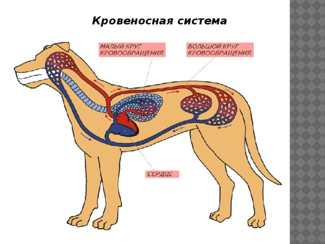 Лимфатическая система собаки схема