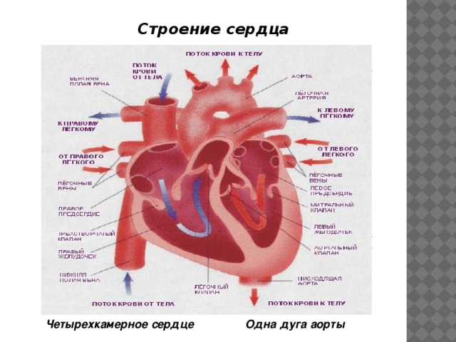 Строение сердца Четырехкамерное сердце Одна дуга аорты 5 