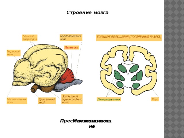 Строение мозга Пресмыкающиеся Млекопитающие 