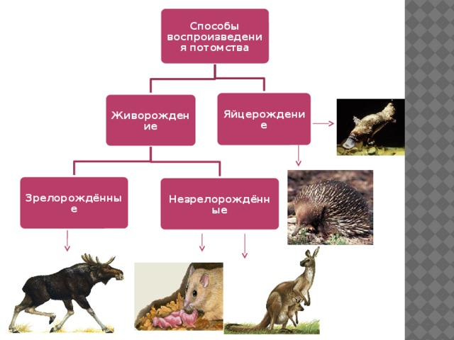 Способы воспроизведения потомства Яйцерождение Живорождение Зрелорождённые Незрелорождённые 