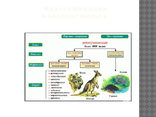 Составить схему классификации млекопитающих