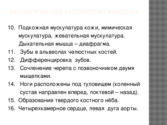 Ароморфозы млекопитающих 10. Подкожная мускулатура кожи, мимическая  мускулатура, жевательная мускулатура.  Дыхательная мышца – диафрагма. 11. Зубы в альвеолах челюстных костей. 12. Дифференцировка зубов. 13. Сочленение черепа с позвоночником двумя  мыщелками. 14. Ноги расположены под туловищем (коленный  сустав направлен вперед, локтевой – назад). 15. Образование твердого костного нёба. 16. Четырехкамерное сердце, левая дуга аорты. 