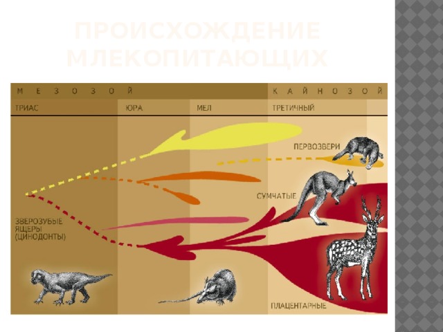 Эволюция млекопитающих схема