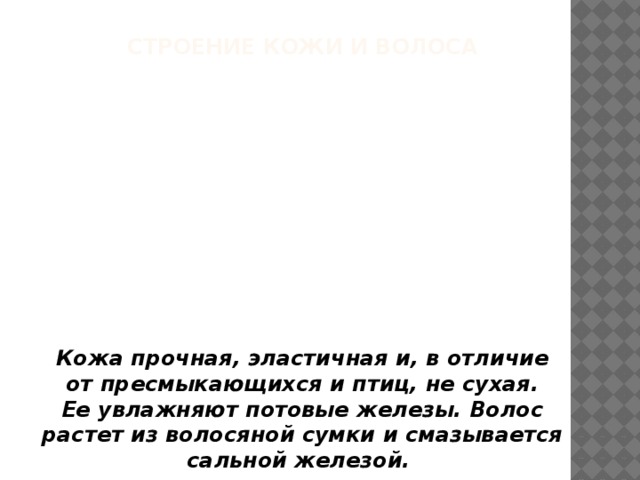 Строение кожи и волоса Кожа прочная, эластичная и, в отличие от пресмыкающихся и птиц, не сухая. Ее увлажняют потовые железы. Волос растет из волосяной сумки и смазывается сальной железой. 