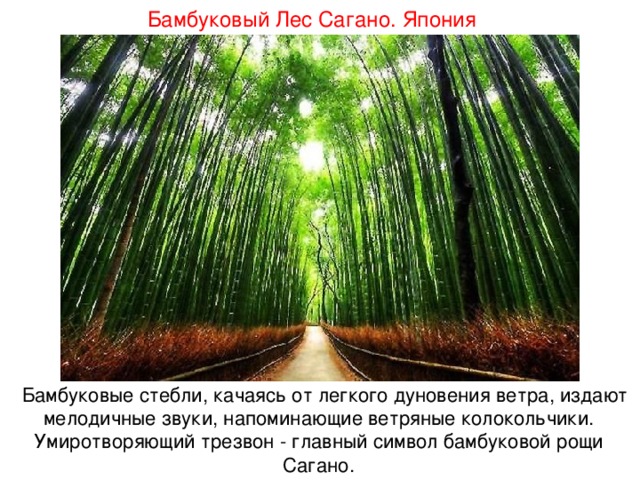 Бамбуковый Лес Сагано. Япония Бамбуковые стебли, качаясь от легкого дуновения ветра, издают мелодичные звуки, напоминающие ветряные колокольчики. Умиротворяющий трезвон - главный символ бамбуковой рощи Сагано. 