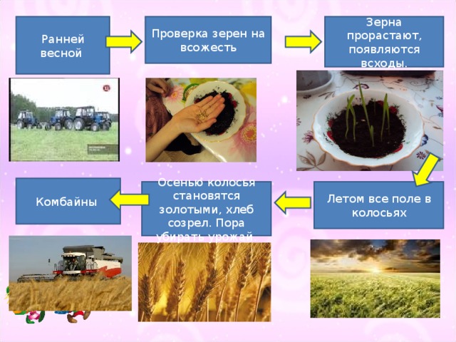 В июле созревают хлеба