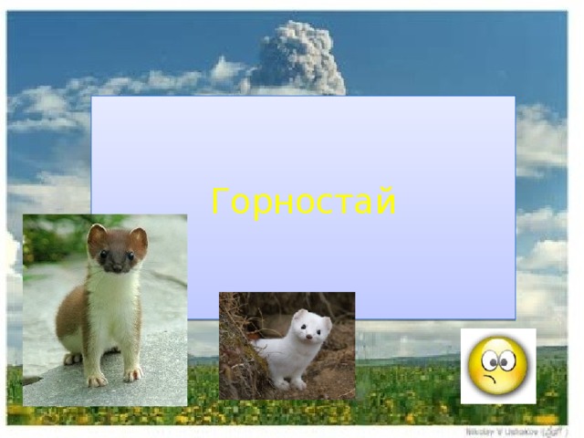 Горностай 
