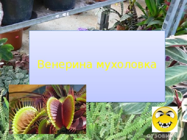 Венерина мухоловка 