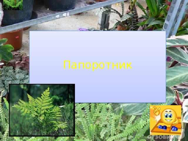 Папоротник 