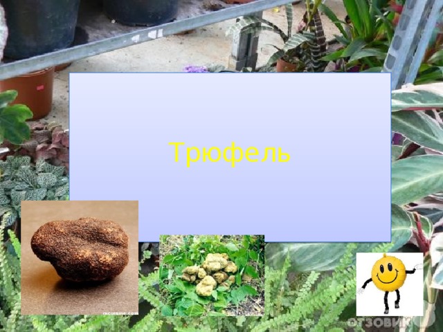 Трюфель 