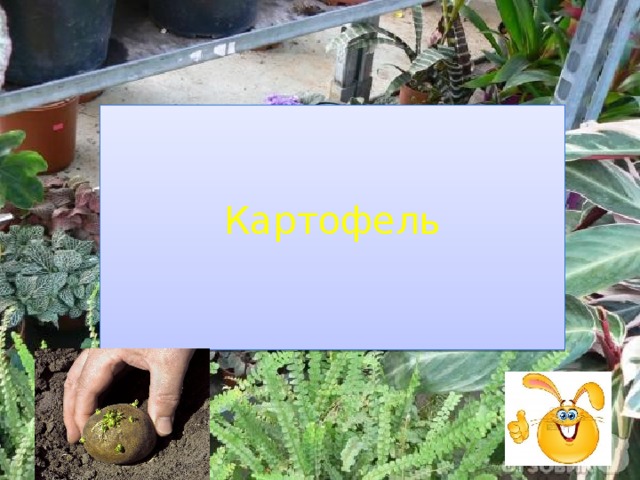 Картофель 