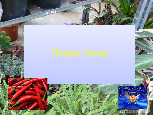 Перец Чили 