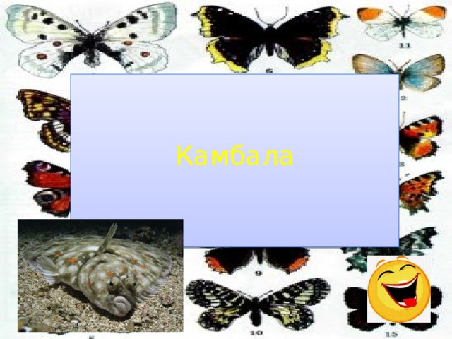 Камбала 