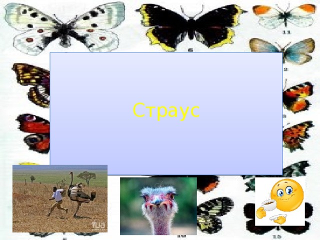 Страус 