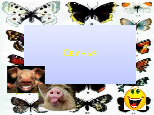 Свинья 