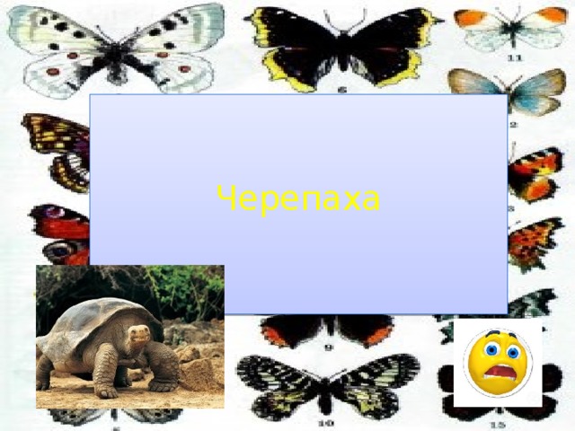 Черепаха 