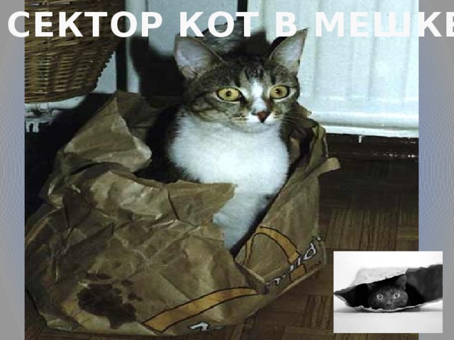 СЕКТОР КОТ В МЕШКЕ 