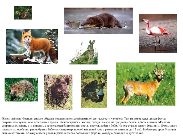 Животный мир  Франции сильно обеднен под влиянием хозяйственной деятельности человека. Тем не менее здесь дикая фауна сохранилась лучше, чем в соседних странах. Распространены лисица, барсук, выдра, из грызунов - белки, крысы и мыши. Местами сохранились зайцы, а из копытных встречаются благородный олень, косуля, кабан и бобр. На юге страны живут фламинго. Очень много насекомых, особенно разнообразны бабочки (например, ночной павлиний глаз с размахом крыльев до 15 см). Рыбные ресурсы Франции сильно истощены. Бóльшую часть улова в реках и озерах составляет форель, которую разводят искусственно. 