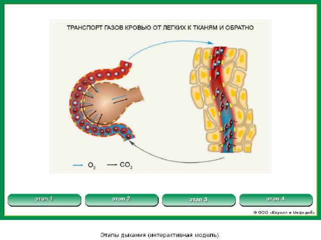 Дыхание транспорт газов. Транспорт газов кровью газообмен в тканях. Газообмен в легких и транспорт газов кровью. Транспорт газов в легких и тканях. Транспортировка газов кровью.