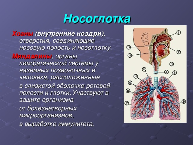 Хоаны. Хоаны у человека. Хоаны анатомия человека. Носоглотка строение хоаны.