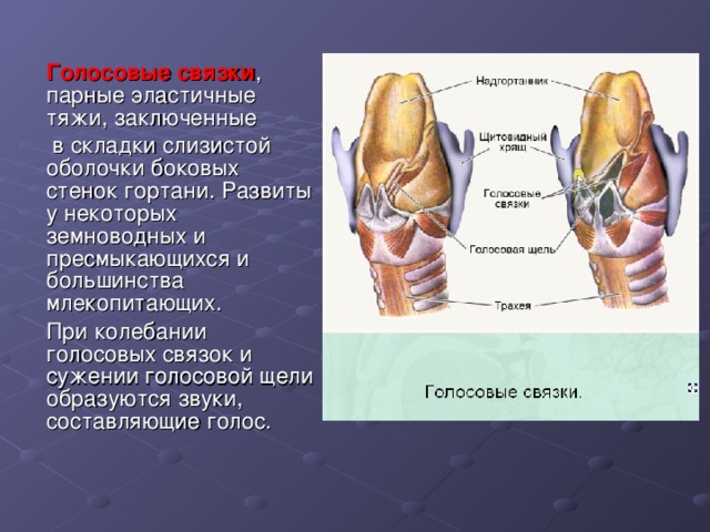 Голосовые связки у человека фото